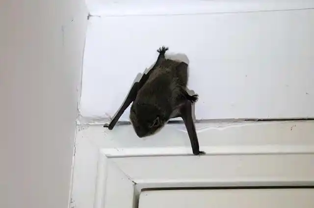 不速之客!当一只蝙蝠飞进了房间