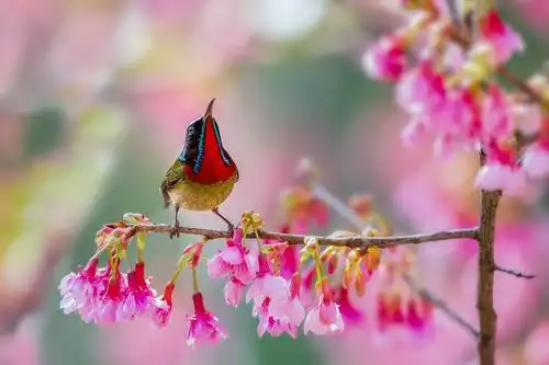 最美花鸟图——樱花与叉尾太阳鸟