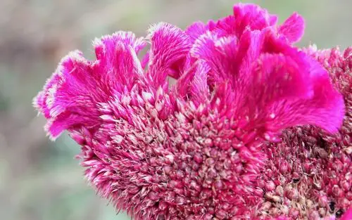 野生鸡冠花图片(野生的鸡冠花长什么样子)