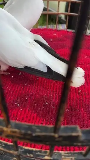 今天鸽子市看的5000一对的铁翅白鸽子大家说值吗 - 抖音