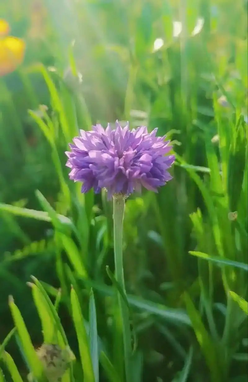 花卉摄影唯美意境春天美好小清新
