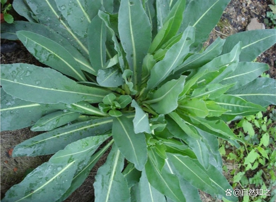 药用植物——板蓝根