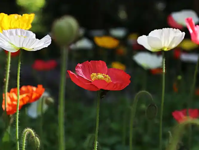 美丽的野罂粟花