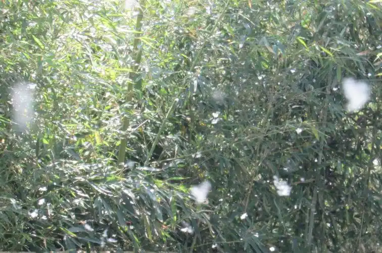 柳絮飘飞似飞雪