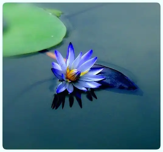 荷花,佛家称之为莲花,是圣洁,清净的象征.