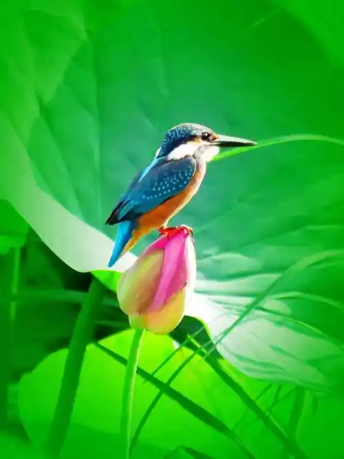 分享图片,极品荷花翠鸟图,赏心悦目_画面_花骨朵_风景