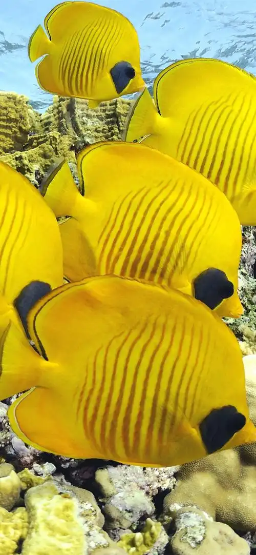 iphone 壁纸 一些黄色的鱼,小丑鱼