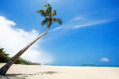 大海 椰树 沙滩 - 自然类-摄影大赛2016 - 国家地理中文网