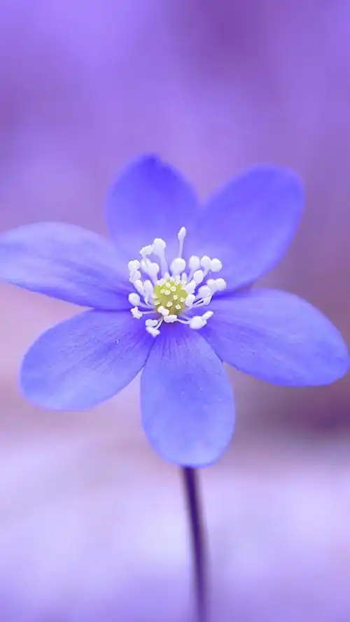 鲜花 清新 摄影 田园 绿色 自然 淡雅 风景名胜 壁纸 素材 锁屏 屏保