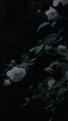 黑色系唯美手机壁纸_手机壁纸_风景静物手机壁纸_我要个性网