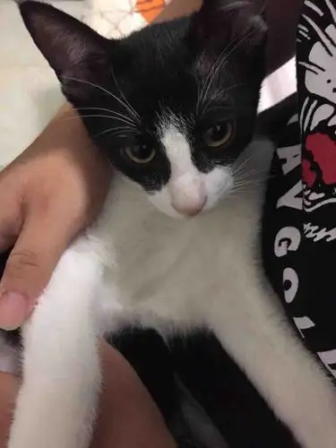 顾客家养的黑白正八土猫免费领养