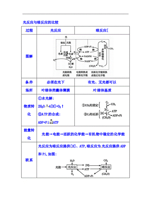 2022年高考生物总复习讲义:光反应与暗反应的比较.doc