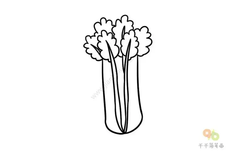 好吃又营养的芹菜简笔画大全值得收藏