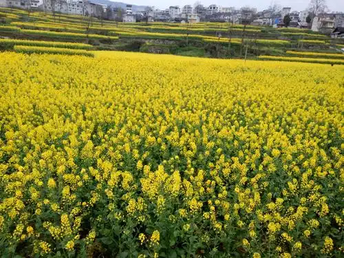在花的镶嵌之下乡村风景美,乡情更浓.