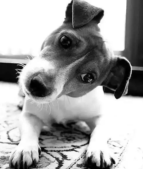 为什麼狗狗总喜欢「把头歪向一边」?难道是一种卖萌的方式吗?