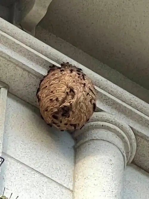 危险阳台外墙惊现巨型马蜂窝