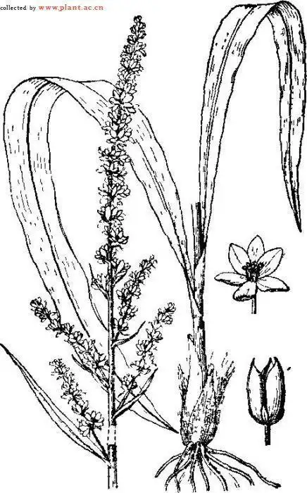 花叶麦冬简笔画