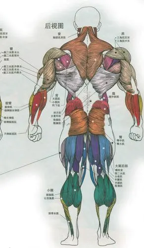 男性全身肌肉名称,部位及锻炼方法