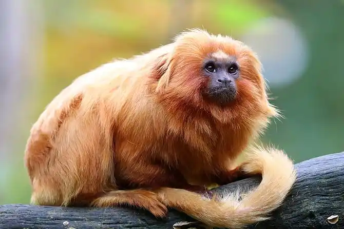 金毛狮狨_全景网