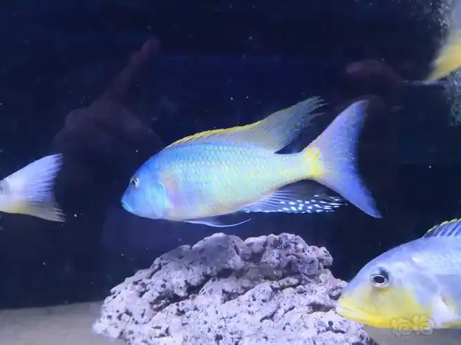 三湖慈鲷有喜欢三湖的吗