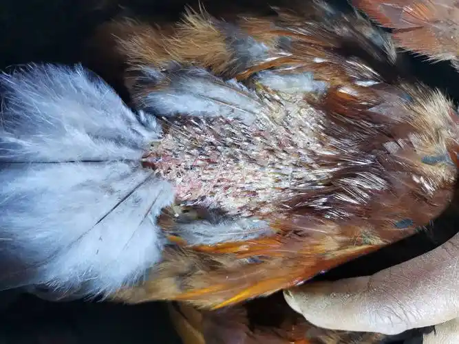 老师你好鸡屁股上面掉毛是什么原因