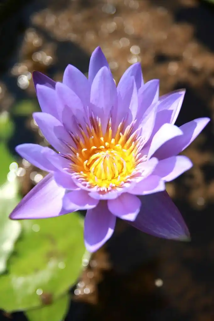 紫莲花,高角度拍摄的紫莲花