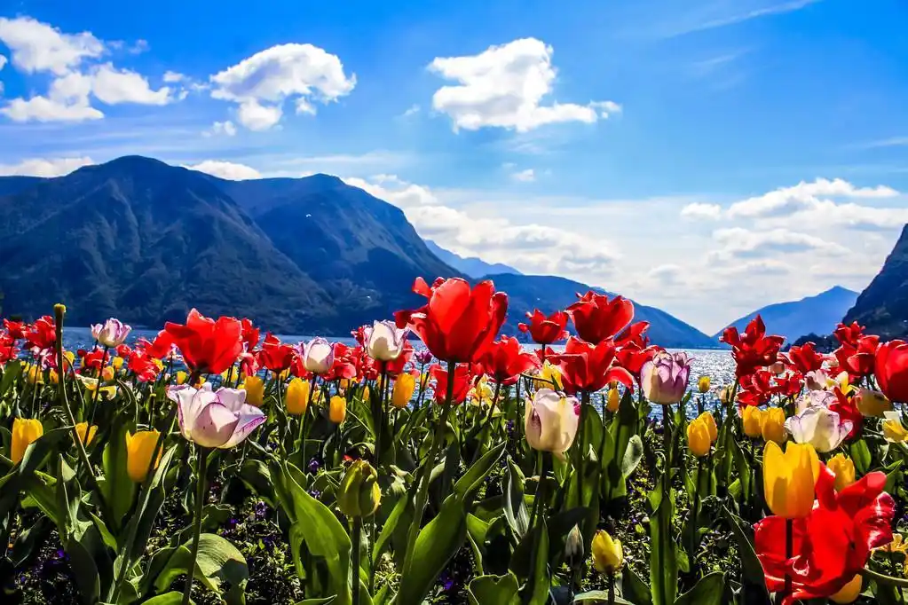 鲜花和山,丰富多彩的各种不同的花与背景下的山
