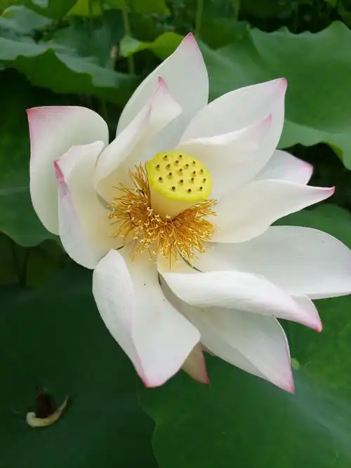 《美丽的白荷花》2020年6月15日