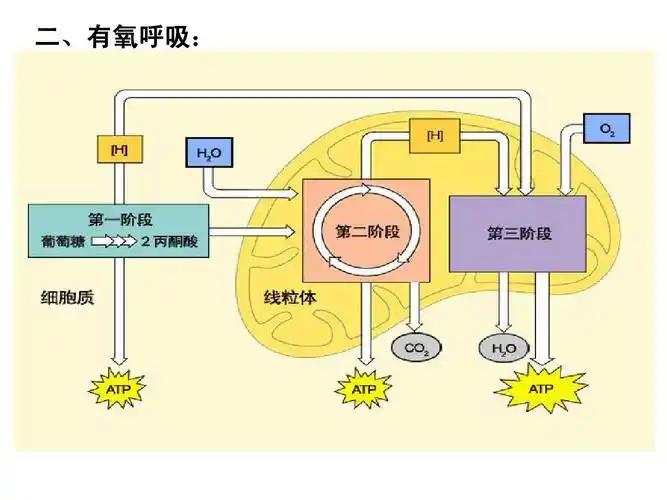《呼吸作用》重点难点总结ppt