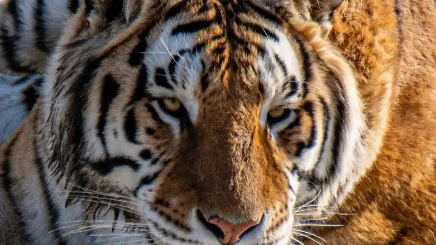 老虎壁纸【102】