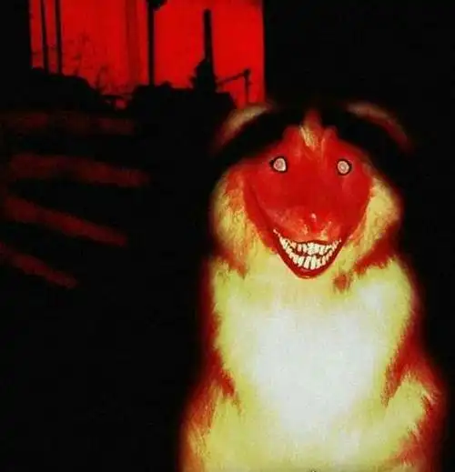 smilejpg微笑狗是什么恐怖图片微笑狗为什么吓人2