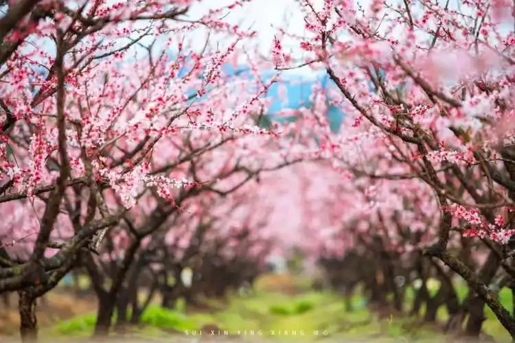 被一口烧饼种草的万年古邑十里桃花美成粉雪天堂是时候来一趟了