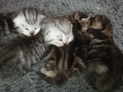 妈妈蓝猫 爸爸银渐层=美短串串