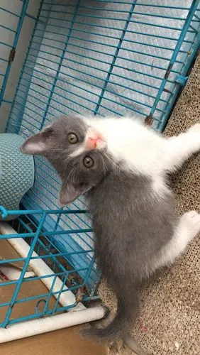 蓝白英短串找新家