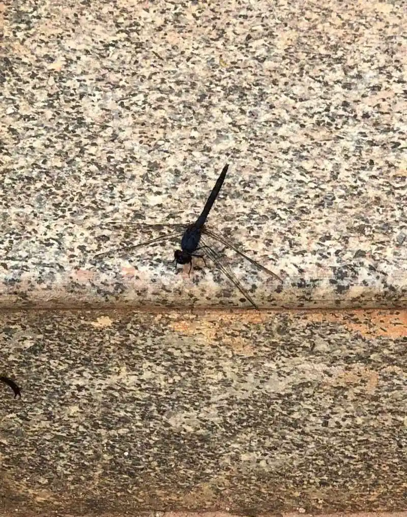 大家都知道"蜻蜓低飞要下雨",可雨后蜻蜓也低飞,是不是太饿了?