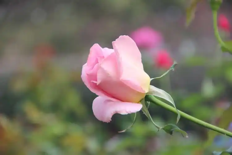 风雨彩虹,铿锵玫瑰,65张玫瑰照片送给您.