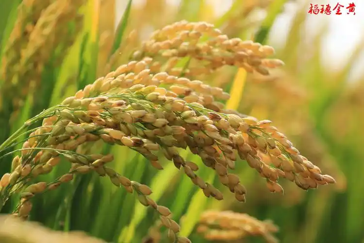 稻香,飘来了丰收的序曲,飘来了滋润心田的喜悦.