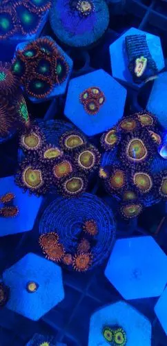 油彩纽扣脑,出一部分重复的 小块的120  大块的颜色不一样 价格不一