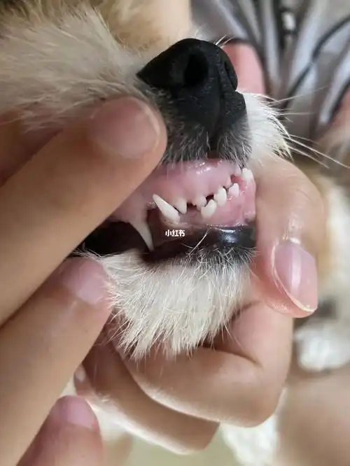 小狗牙齿