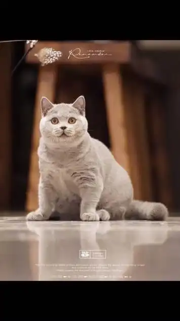 这是一只有反骨的小猫猫#蓝猫宝宝 #赛级英短 #英短蓝猫