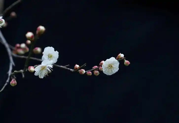 首发一枝梅花迎春来