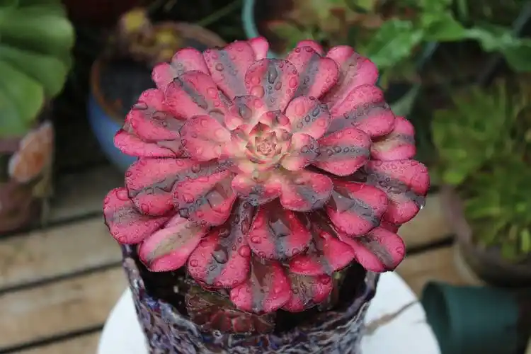 法师红颜多肉植物老桩缀化花盆美杜莎红腹轮水墨画多肉植物