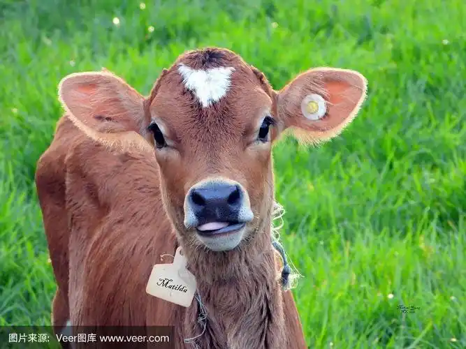小牛,可爱的,牛奶,图像,乳牛场