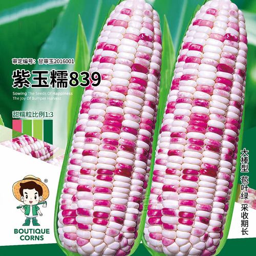 农之子彩甜糯玉米种子彩色花甜糯大棒早熟紫 紫玉糯839玉米种子 50g