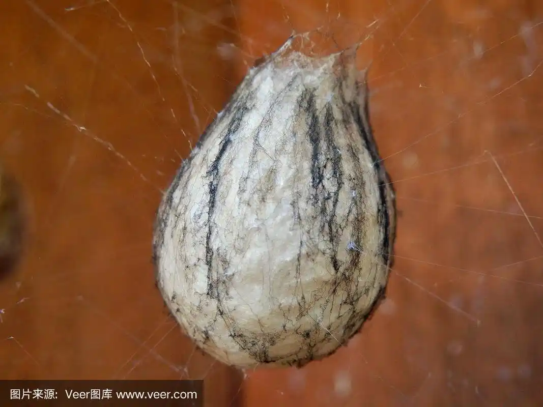 黄蜂蜘蛛卵囊