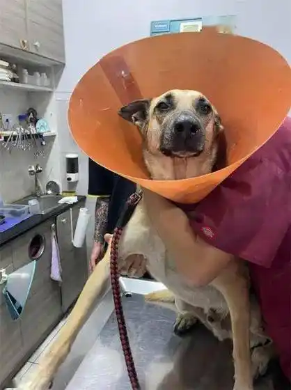 31岁张一山终于宣布喜讯!全网恭喜:果然,还是杨紫!返回搜狐,查看更多