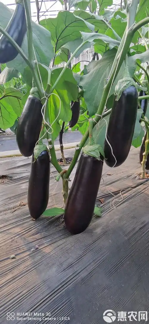 嫁接茄子苗(紫把绿把长茄,园茄,绿茄,烧烤茄品种齐全)