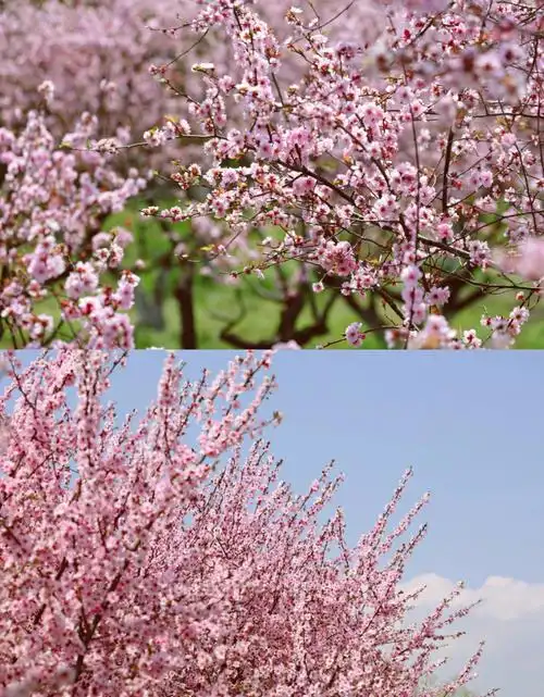 西溪湿地美人梅盛开拉