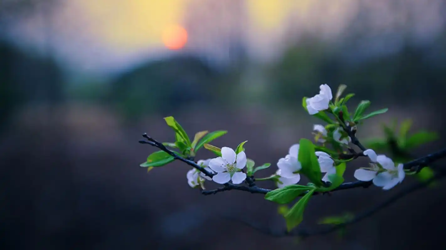 森系清新唯美的句子_简短文艺小清新短句_文艺小清新唯美的句子