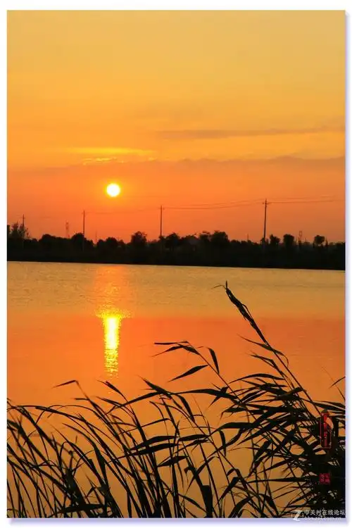 安国湿地夕阳美景(3)